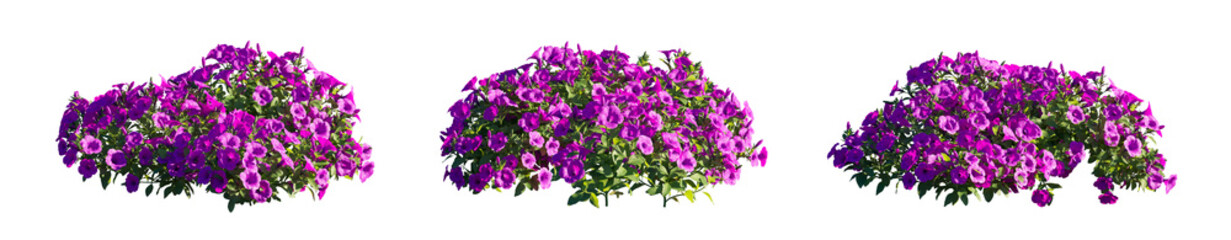 Fototapeta premium Petunia Hybrida purple flower plant isolated PNG on a transparent background premium nature cutout