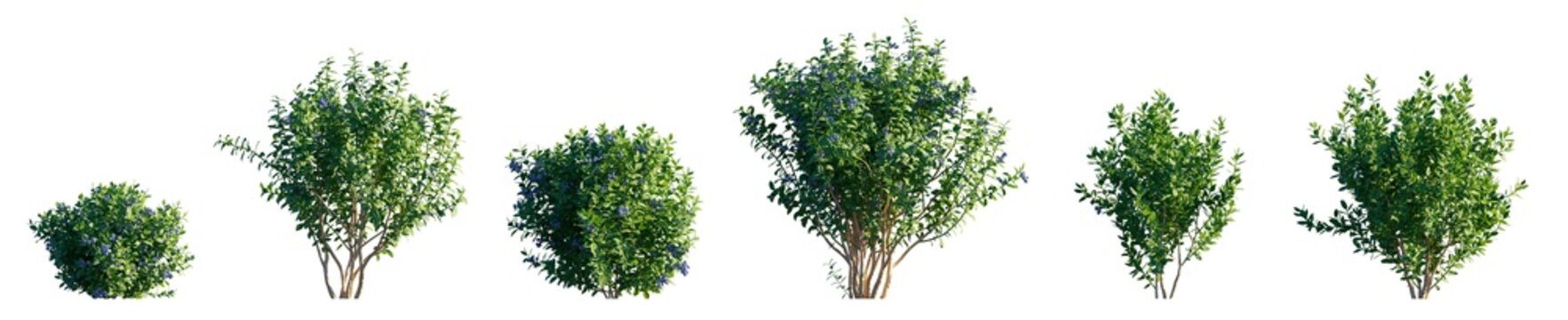 Vaccinium bush (Blueberry or Cranberry genus) - Botanical isolated PNG on a transparent background premium nature cutout