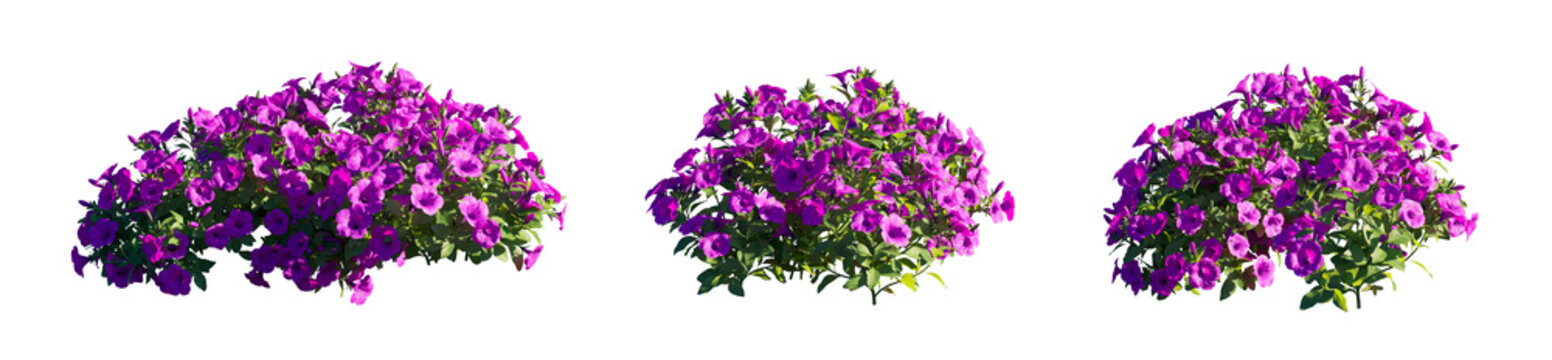 Petunia Hybrida purple flower plant isolated PNG on a transparent background premium nature cutout