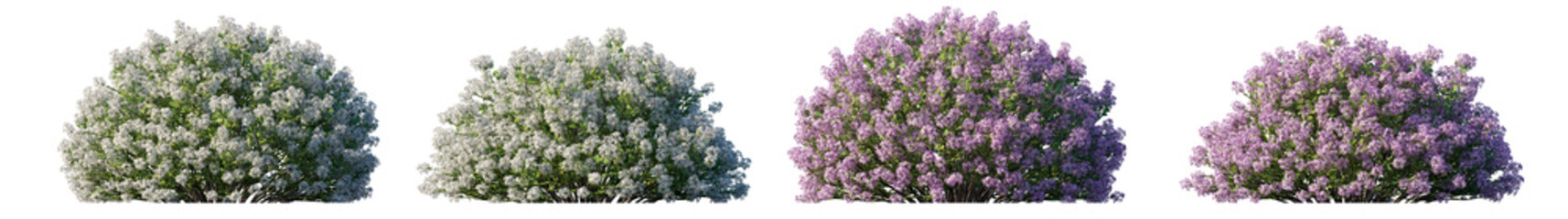 Obraz premium Syringa meyeri purple and white flowering shrub (Meyer, Dwarf lilac) isolated PNG on a transparent background premium cutout