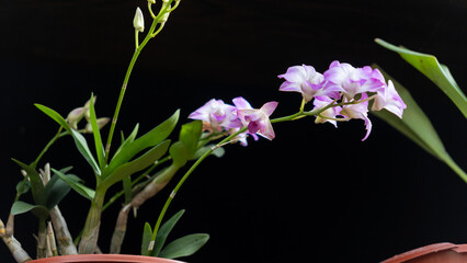  Paphiopedilum and Phalaenopsis Blooms