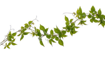 Green Vine with Leaves Isolated on White Background