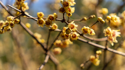 Wintersweet Blossoms in Early Winter