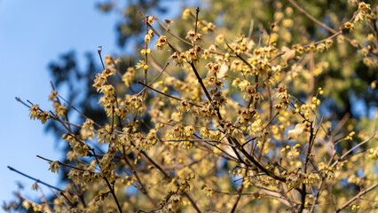 Wintersweet Blossoms in Early Winter