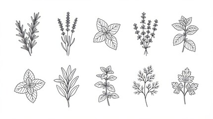 minimal botanical herb garden illustrations icon set ideal for branding packaging and stationery design isolated on white background