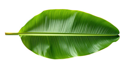 Fototapeta premium Shot Of A Vibrant Green Banana Leaf On Black Background For Tropical Designs And Botanical Illustrations Projects