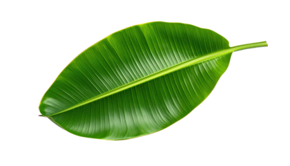 Shot Of Fresh Green Banana Leaf On Black Background For Tropical Designs And Creative Projects