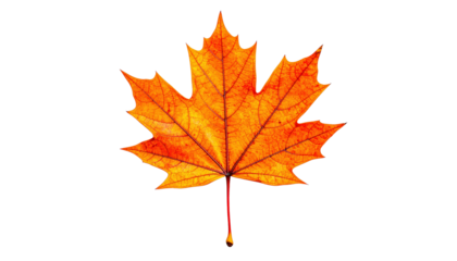 Orange Maple Leaf On Black Background For Autumn Season Thanksgiving Halloween Fall Foliage And Nature Concepts