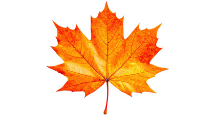 Obraz premium Orange Maple Leaf On Black Background For Autumn Season Thanksgiving Day Nature And Fall Foliage Designs And Creative Projects