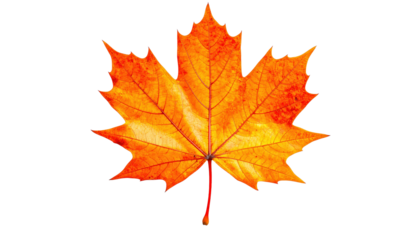 Orange Maple Leaf On Black Background For Autumn Season Thanksgiving Day Nature And Fall Foliage Designs And Creative Projects