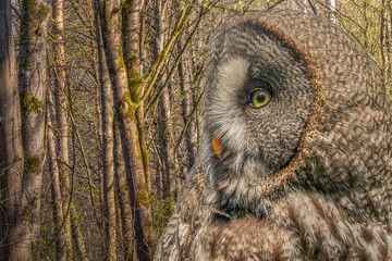 Great Gray Owl Close-up Portrait in Spring Forest with Copy Space