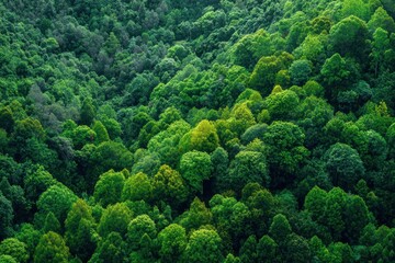 Dense green forest representing biodiversity and natural carbon capture. Sustainable forest management and environmental protection for a cleaner planet and climate balance. MZ