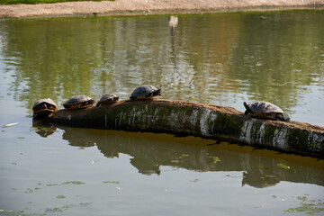 Turtles Sunbathing on Log in Pond