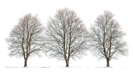 Three winter sycamore trees aligned side by side on transparent background