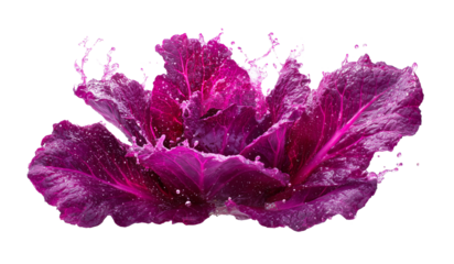 Red cabbage leaves being vigorously splashed with water on a transparent background