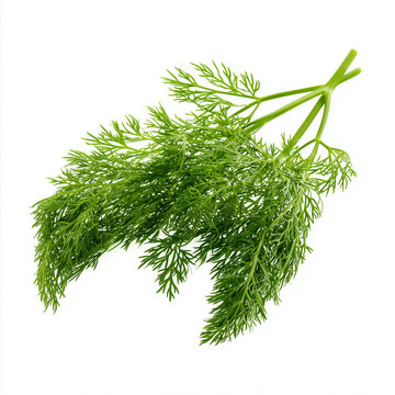 fresh dil dil bunch, vibrant green and gray colors, grainy texture, abstract background,