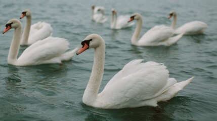 Elegant swans on serene water