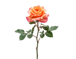 Single Tall Rose Branch Featuring Mixed Orange and Pink Blooms, Minimal Botanical Style, Isolated