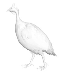 A low polygonal white peacock, composed of geometric shapes and clean lines, sits on a pure white background. This intricate guineafowl design features a unique and modern artistic style.