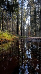 Mirror-like Forest Reflection in Calm Puddle – Coniferous Woodland After Rain