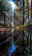Mirror-like Forest Reflection in Calm Puddle – Coniferous Woodland After Rain