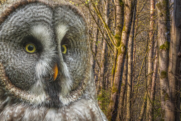 Great Gray Owl Close-up Portrait in Spring Forest with Copy Space
