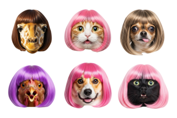 Funny animals and pets wearing colorful bob wigs set including cat dog giraffe and chicken