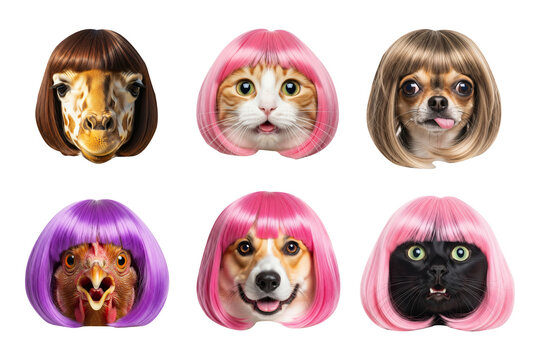 Funny animals and pets wearing colorful bob wigs set including cat dog giraffe and chicken