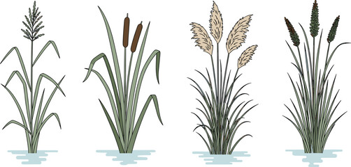 Cartoon-style wetland plants including cattail, pampas grass, aquatic reeds, marsh vegetation, botanical vector illustration, isolated on white background © Md
