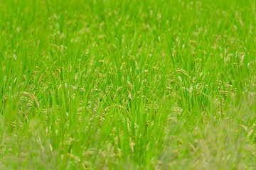 青々と茂る稲穂が揺れる日本の夏の田んぼ