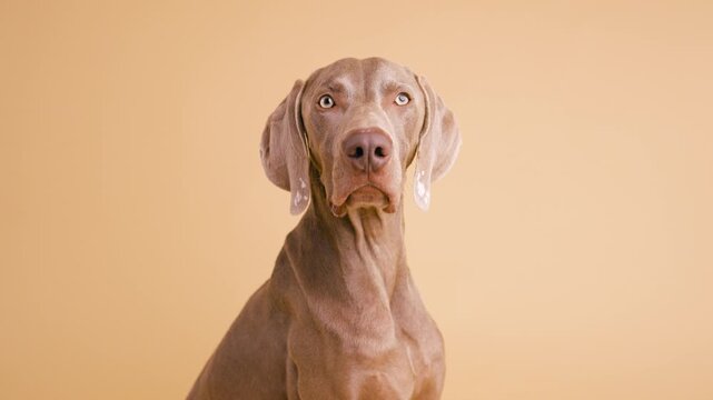 Beautiful weimaraner dog sitting and looking at the camera. Adorable purebred puppy posing with a calm expression in a studio setting