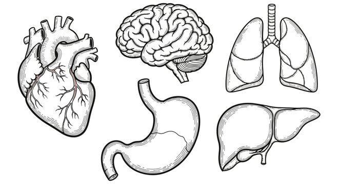 Anatomical illustration showing heart, brain, lungs, stomach, liver, and pancreas with labeled internal organs in a detailed medical diagram.