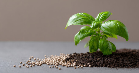 Young green basil plant growing in dark soil with scattered round seeds on gray surface against neutral background