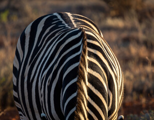 Obraz premium Striking closeup of a zebras unique black and white striped pattern. The play of light and shadow enhances the texture. Evokes concepts like nature, wildlife, and individuality.