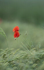 Fototapeta premium Beautiful Poppies Blooming In Field