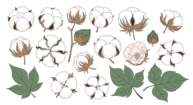 Collection of hand-drawn cotton flower bolls, stems, and leaves in various stages, isolated on a white background for design elements.