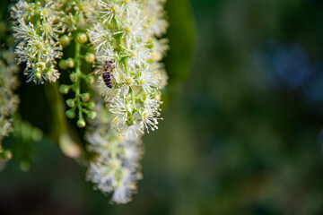 Abeja recolectando néctar de flores blancas en primer plano con fondo desenfocado.