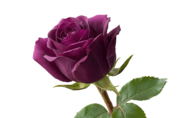 Single deep purple rose bloom with green leaves on black background flower petal 1, Isolated On White Background, Png Transparent