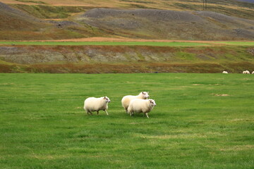 Icelandic sheeps on a meadow