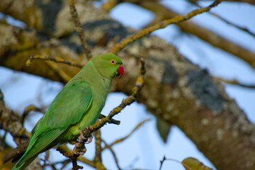 Rose-ringed parakeet perching on a branch with mossy bark, showing vibrant green plumage and a bright red beak
