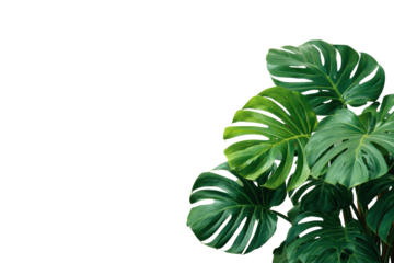 Lush green monstera deliciosa leaves against a solid black background plant leaf, Isolated On White Background, Png Transparent