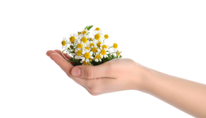 Hand holding a small bouquet of fresh chamomile flowers, symbolizing natural health and relaxation.