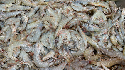 Top view of fresh shrimps display in wet market.
