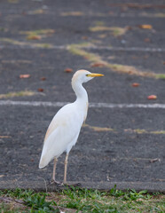Fototapeta premium bird from hawaii