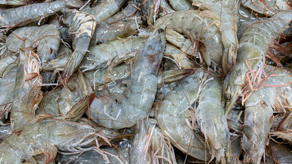 Close up view of fresh shrimps display in wet market.