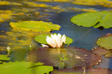 pink water lily © Flamur