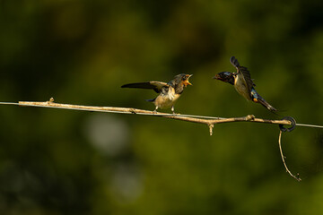 kingfisher on branch