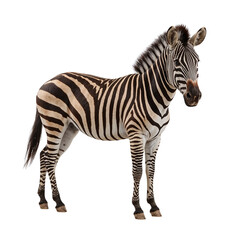 Fototapeta premium Striking zebra portrait showcasing intricate patterns against a dark backdrop beautifully isolated