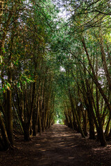 Tree Tunnel Forest Path