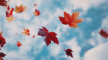 Autumn leaves floating in air